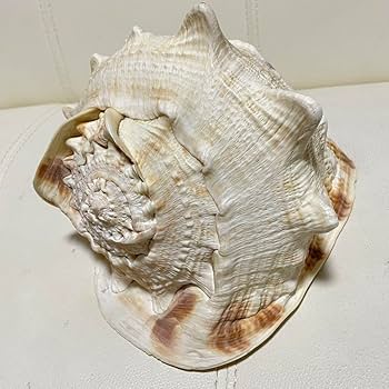 ★法螺貝 2点セット 約30cm ホラ貝 ホラガイ インテリア 置物 Amazon.co.jp: 置物 オブジェ ホラ貝 法螺貝 ホラガイ ほら貝