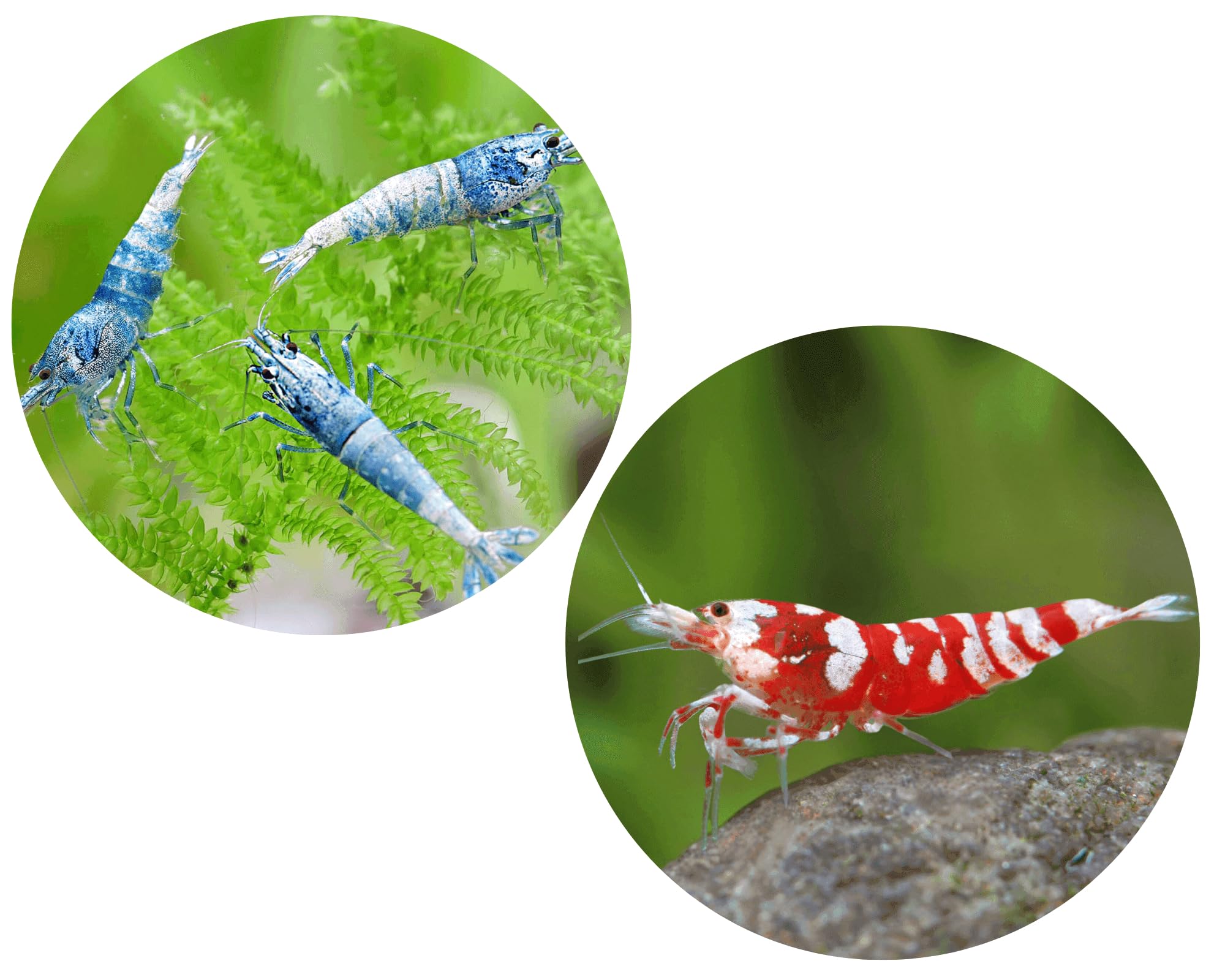 Fire & Ice Caridina Garnelen Set | Iced Blue & Red Fancy Tiger Garnele | Garnelen fürs Aquarium | Perfekt für Zucht & Nano-Aquarien | Natürliche Algenvernichter in Aquarien | 2x10 Stück