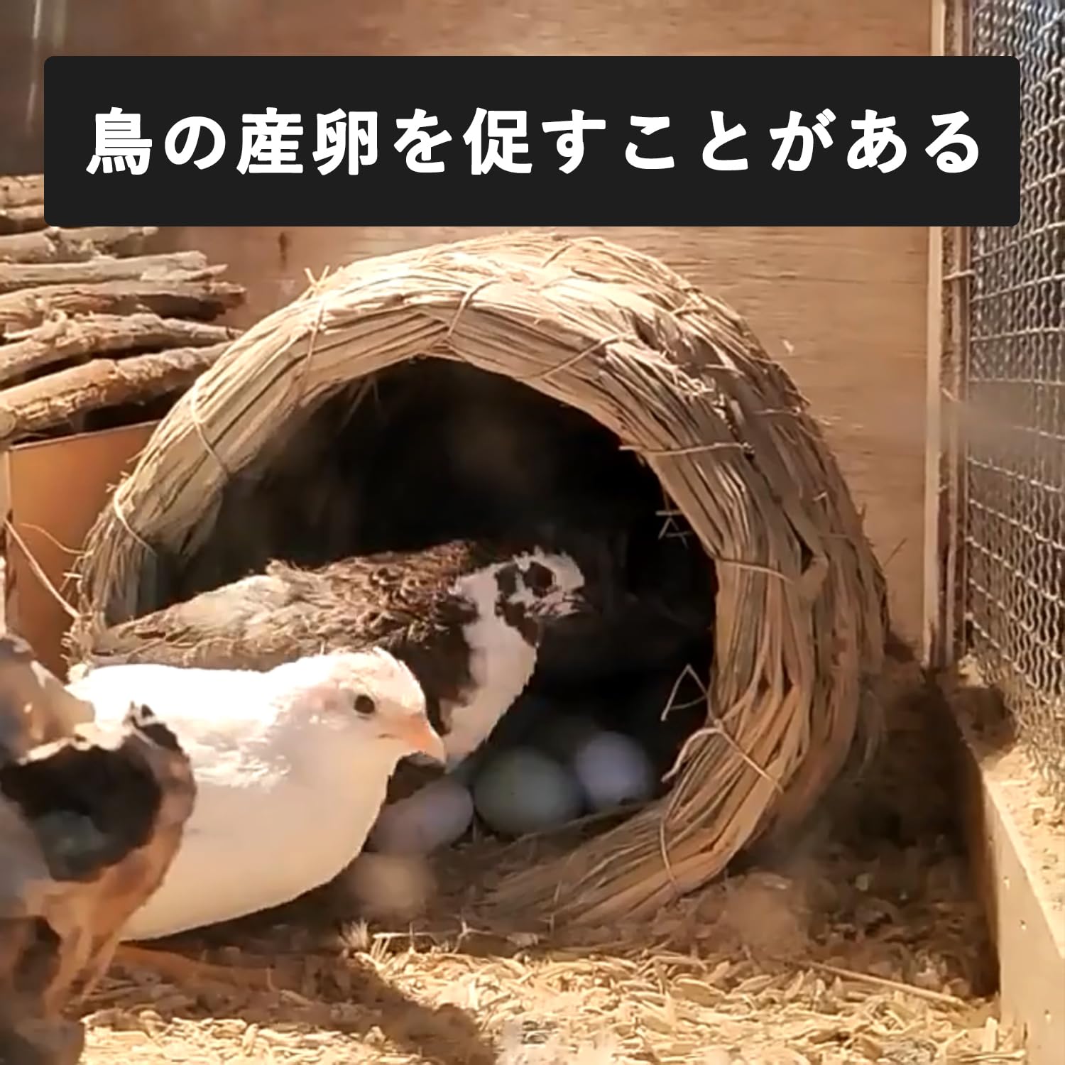 Amazon | 偽卵 イースターエッグ【6個セット】小鳥 フェイクチキン