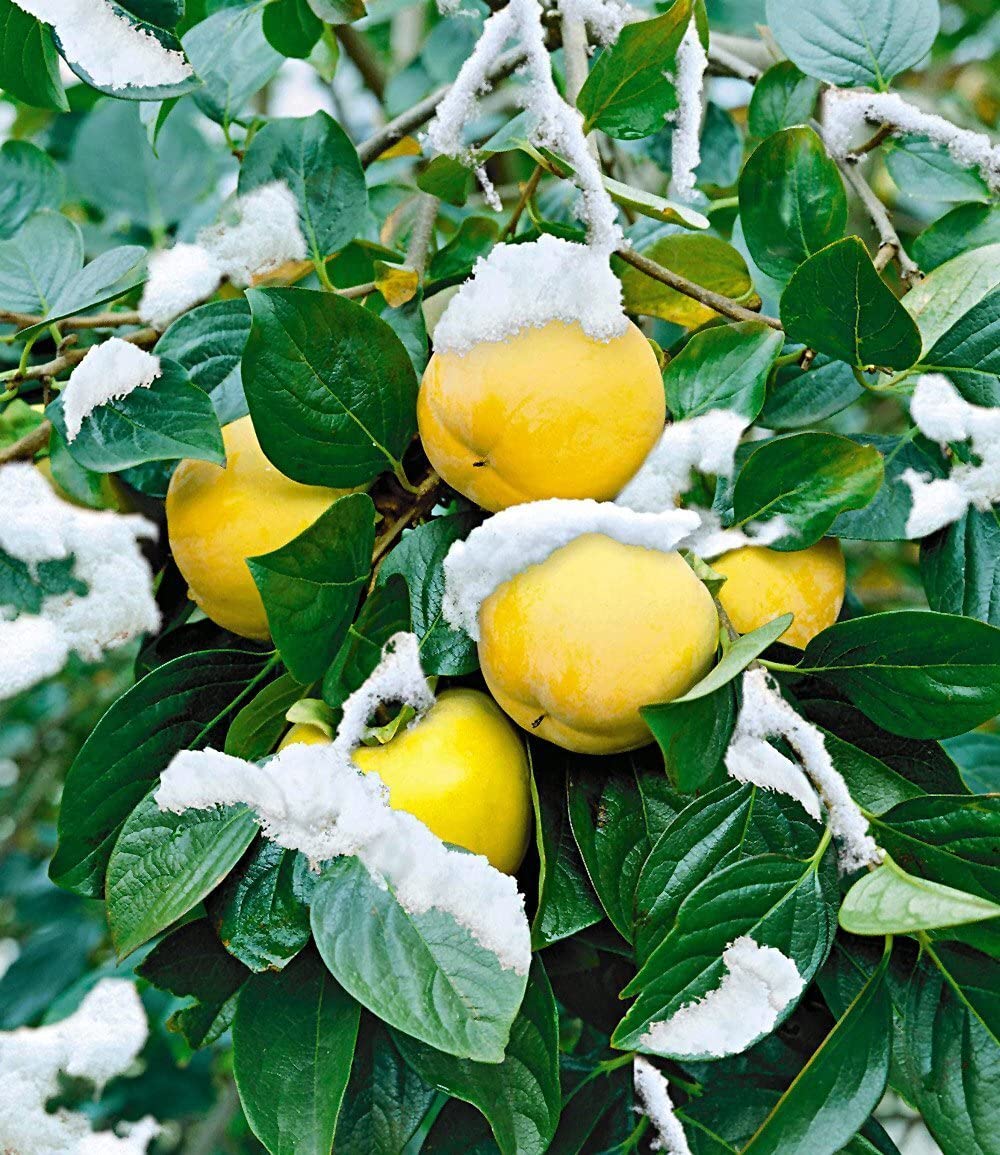 BALDUR Garten 1x Winterharte Kaki, Sharon-Frucht, Pflanze im 2-Liter Topf