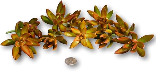 Fat Plants San Diego Diez esquejes de Sedum Nussbaumerianum