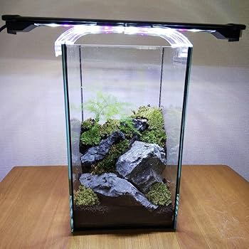 苔テラリウム完成品 苔テラリウム 苔ボトル ホソバオキナゴケ Amazon.co.jp: 苔テラリウム完成品 苔テラリウム 苔ボトル