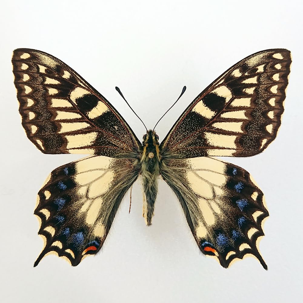コルシカキアゲハ Amazon.co.jp: 蝶 昆虫 標本コルシカキアゲハ コルシカ島産