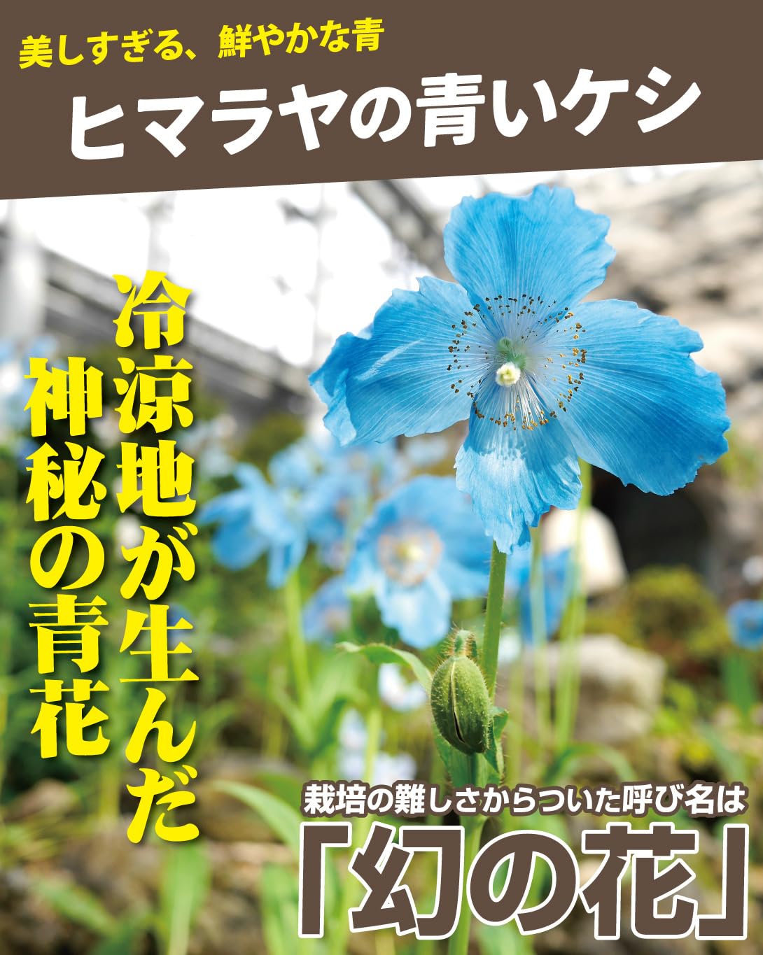 Amazon.co.jp: 国華園 種 花たね ヒマラヤの青いケシ (メコノプシス) 1