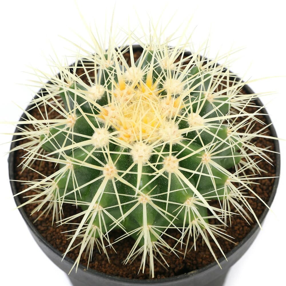 ゆうえもんページ　金鯱12号と４号 Amazon｜（多肉植物）サボテン エキノカクタス 金鯱（キンシャチ） 4