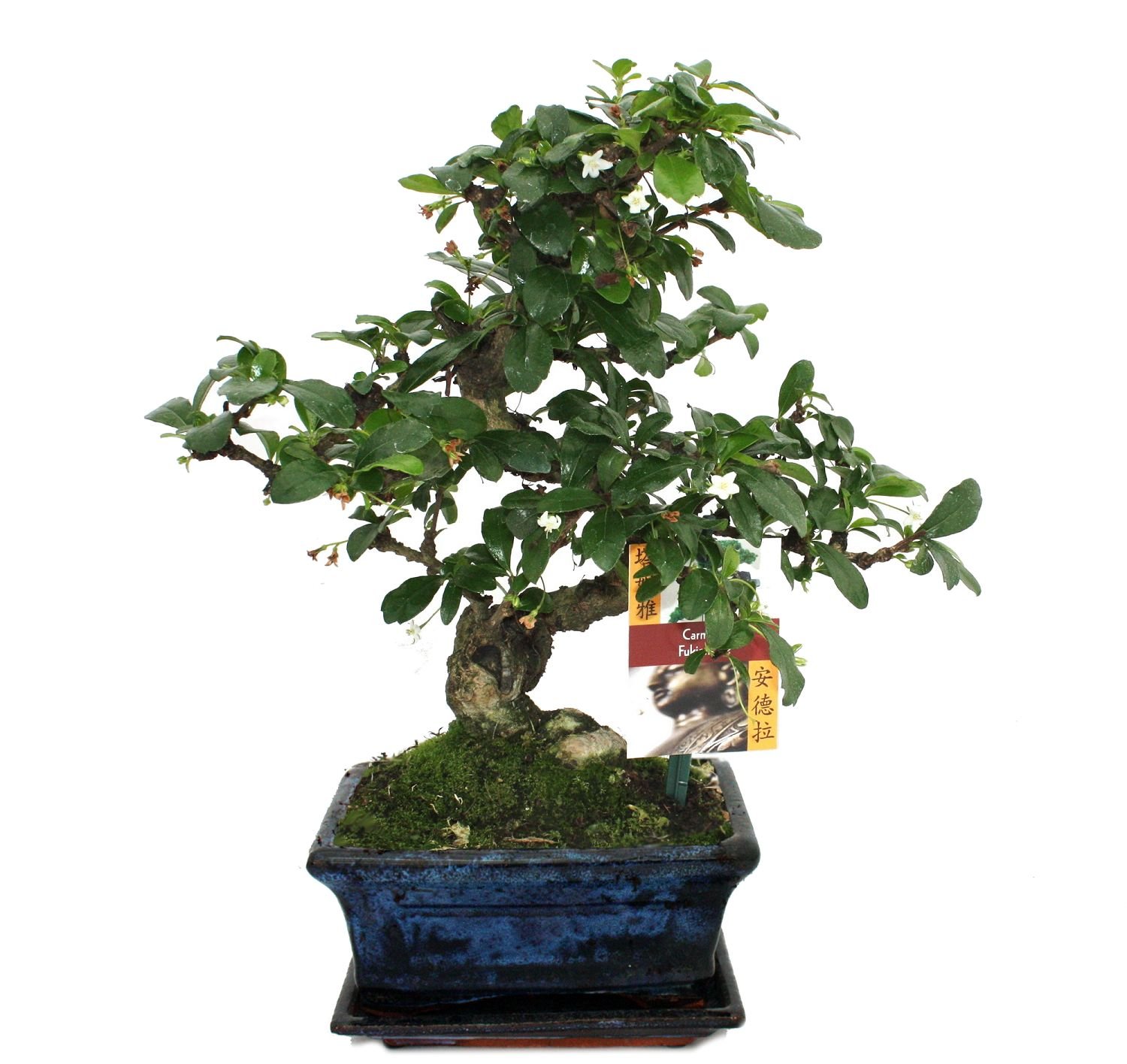 Bonsai Fukientee - Carmona microphylla - ca. 6 Jahre : Amazon.de: Garten