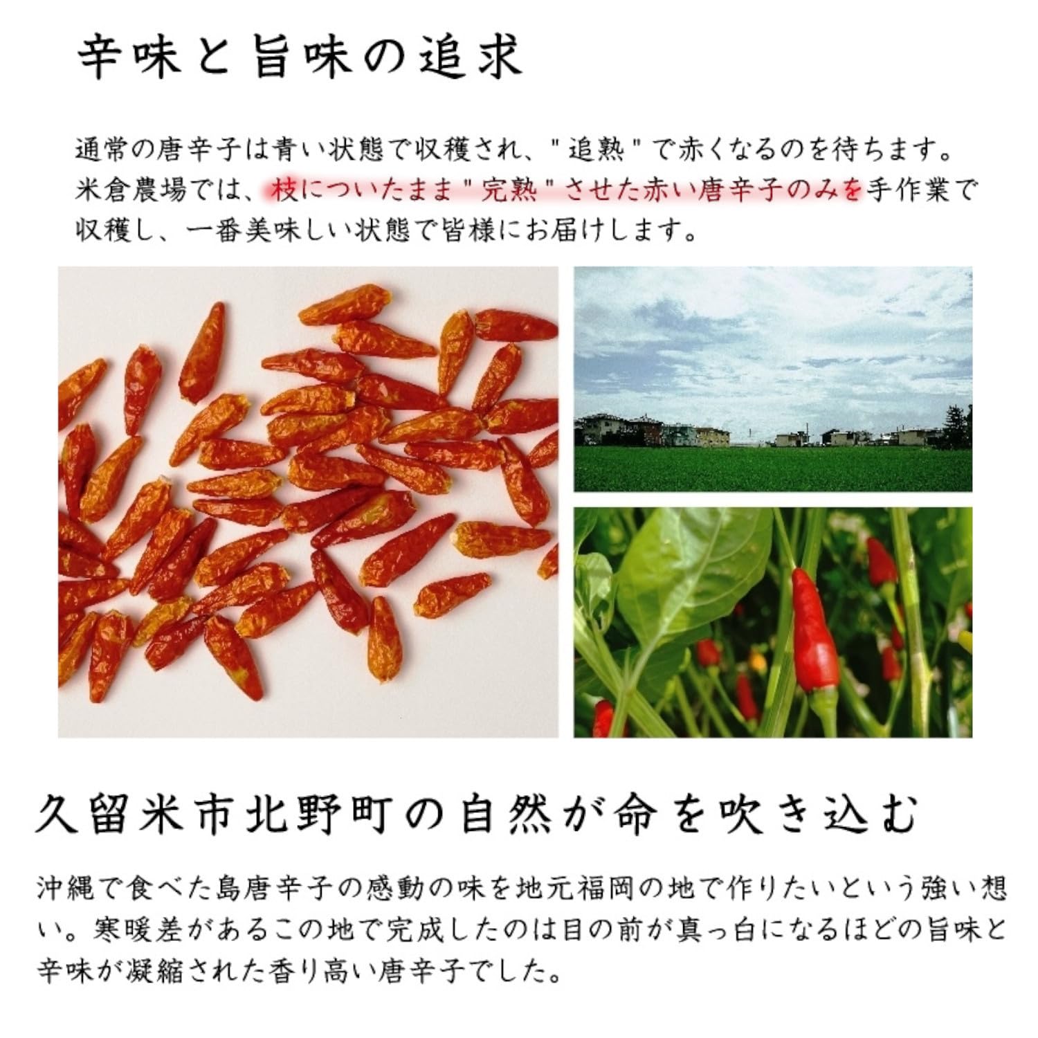 Amazon | 島とうがらし 九州 福岡県産 激辛 沖縄で有名 しま唐辛子