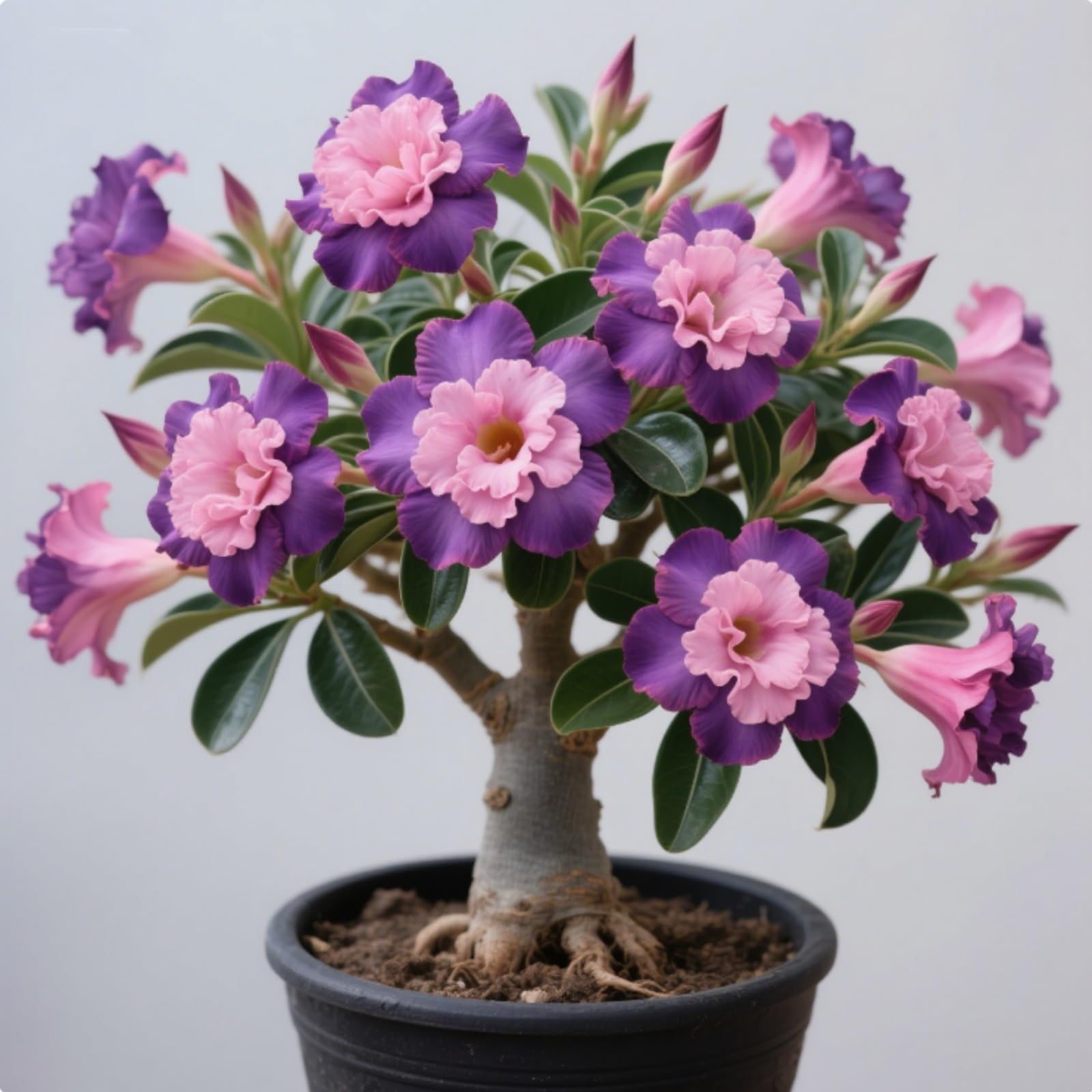 Desert Rose for Planting,Flowering Rhizome, Desert Rose Bulbs Mix,Excellent Display Indoor Perennial Balcony Garden Bulbs-4 Bulbs-I