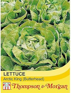 Lettuce Arctic King (Butterhead) Vegetable Seeds Hardy Annual Veg to Grow at Home, Packet of Lettuce Arctic King Seeds Containing 500 Seeds by Thompson and Morgan