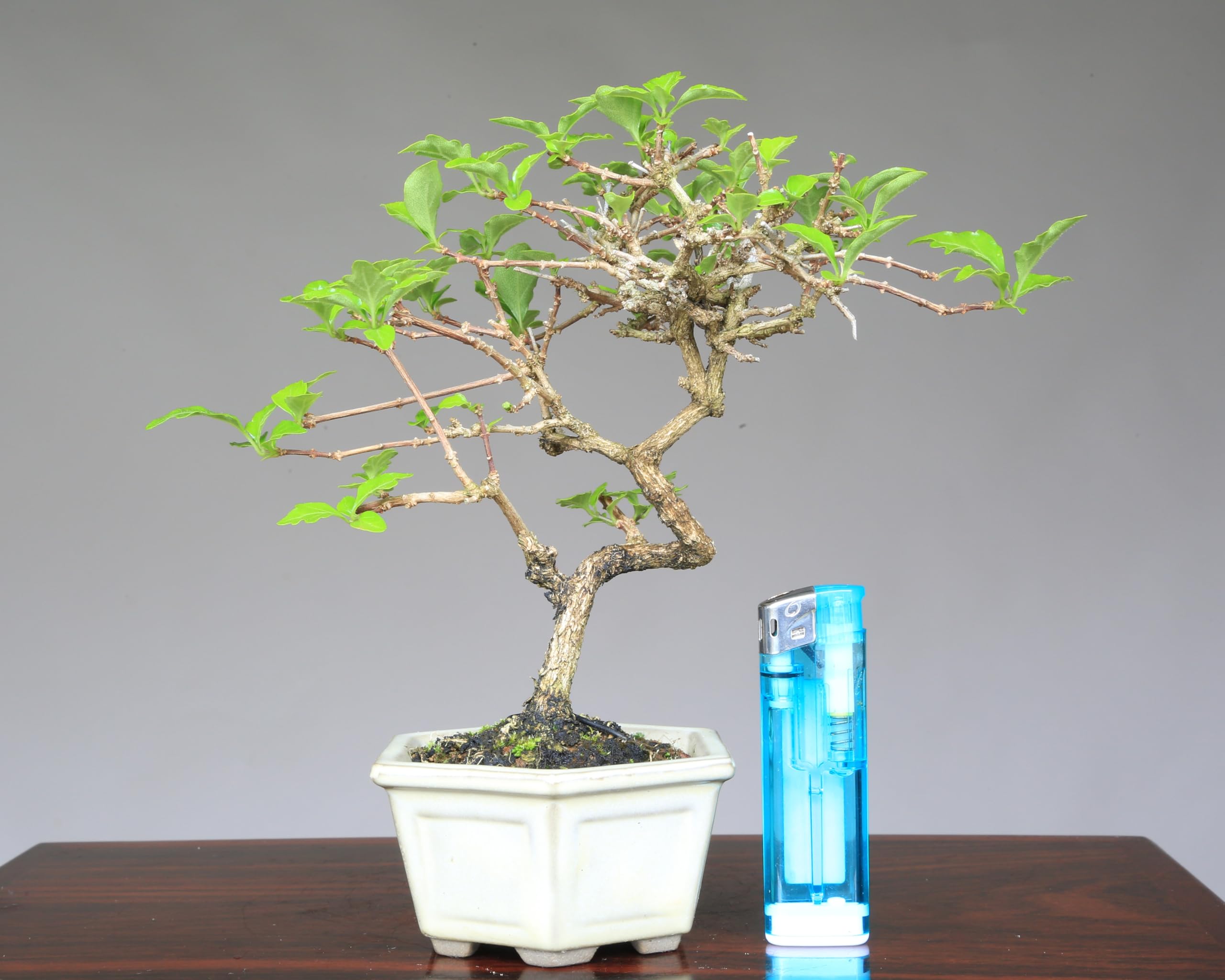 Amazon.co.jp: 『匂い楓』ニオイカエデ 小品盆栽【泰寿園 Online