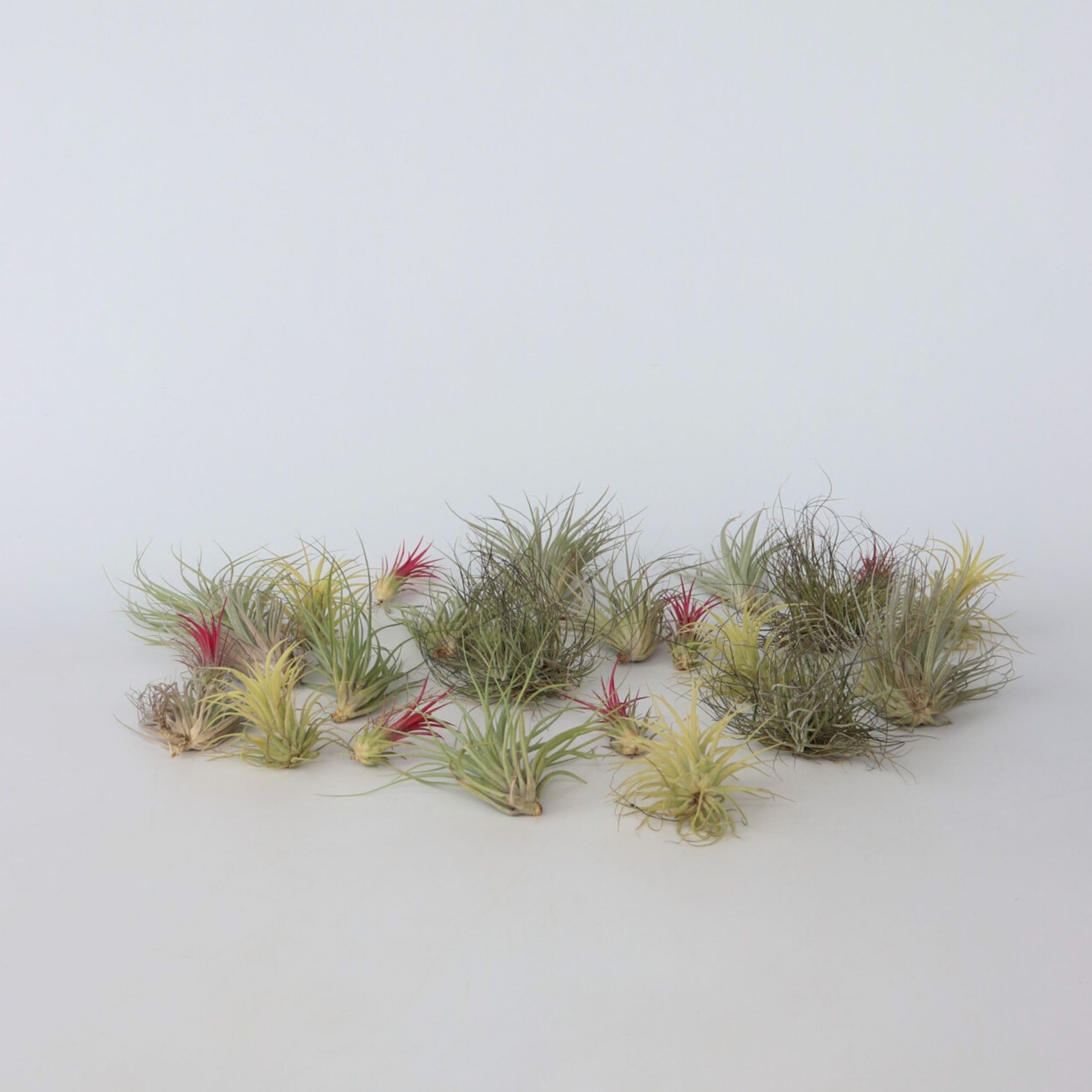 Plant in a Box - Tillandsien Pflanzen mix - 24er Mix - Luftpflanzen echt - Tillandsia - Höhe 5-15cm