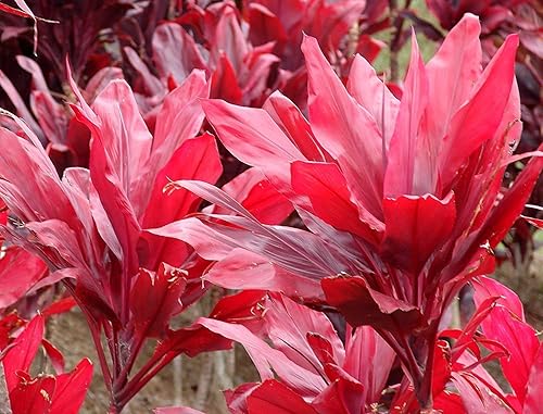 Miniatura 4 de 2 Plantas de color rojo hawaiano Ti Live