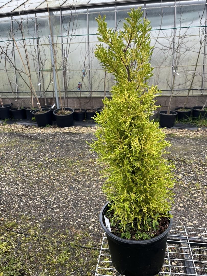 Monterey Cypress 'Wilma' | Lemon Scented Golden Conifer Tree 40/60cm (2L)