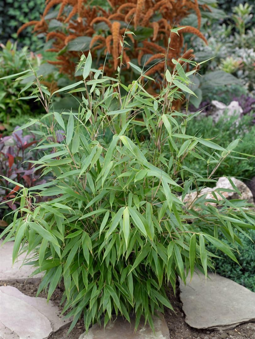 Schirmbambus Fargesia robusta Pingwu 60-80 cm winterhart immergrün