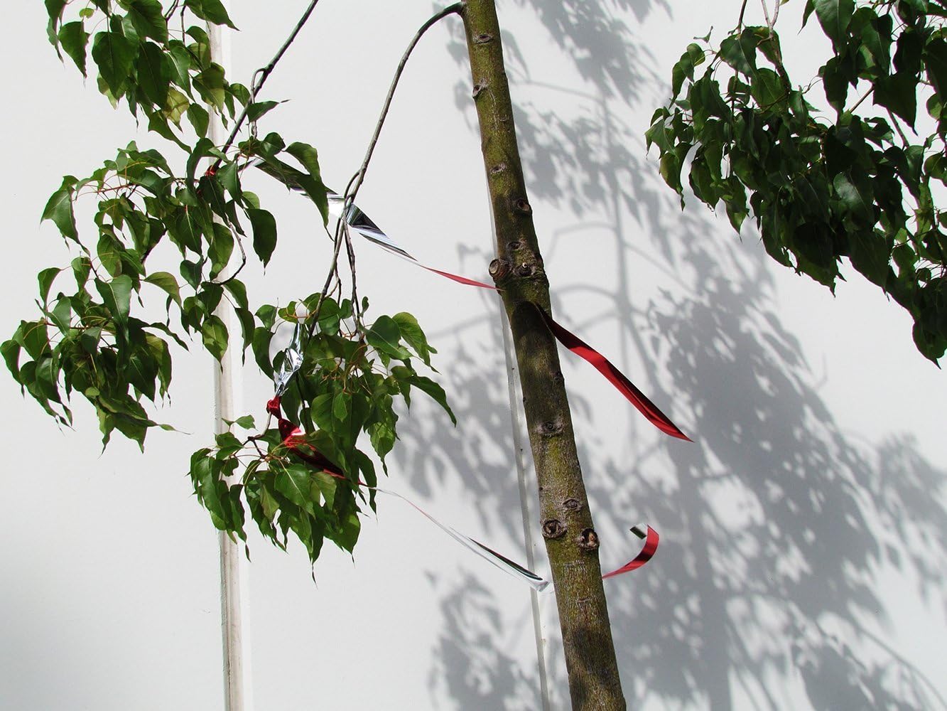 Bird B Gone Flash Tape Visual Bird Deterrent (50ft Roll) - Reflective Bird Scare Tape for Gardens, Fruit Trees, Patios & Boats - Mylar Bird Repellent for Pigeons, Woodpeckers, Seagulls & More - Image 5