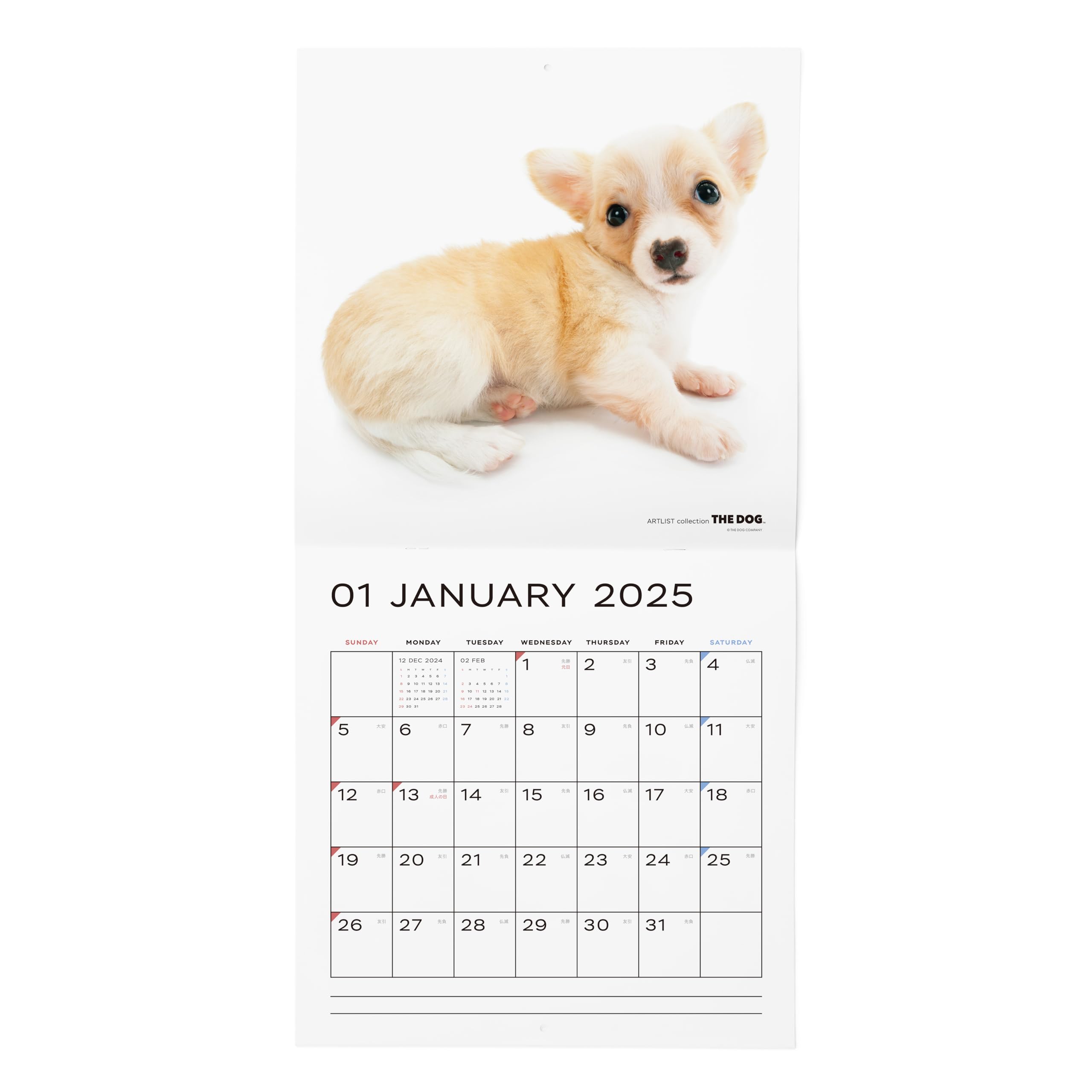 ✨2025年 シーズー カレンダー 犬 イヌ 壁掛けカレンダー Amazon | THE DOG カレンダー 2025 壁掛け 大判サイズ [ チワワ ] 犬