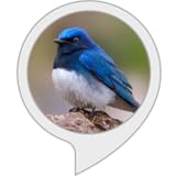 鳥の鳴き声クイズ