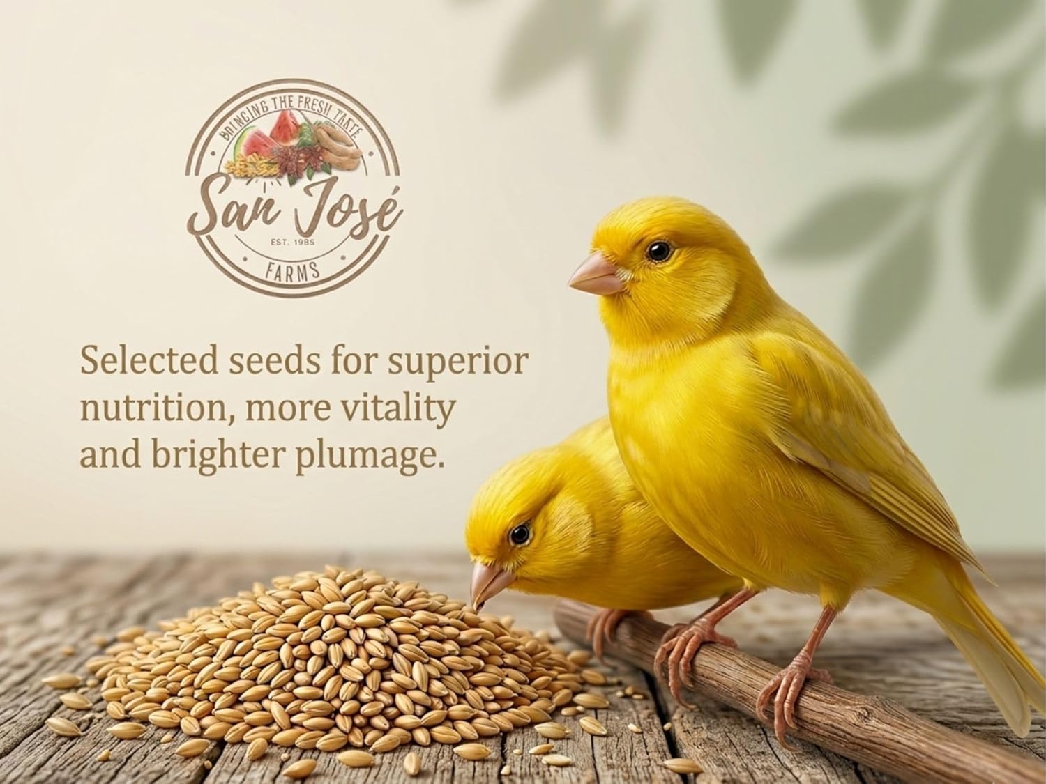 Canary Seeds – 5LB Natural Grain for Human Consumption