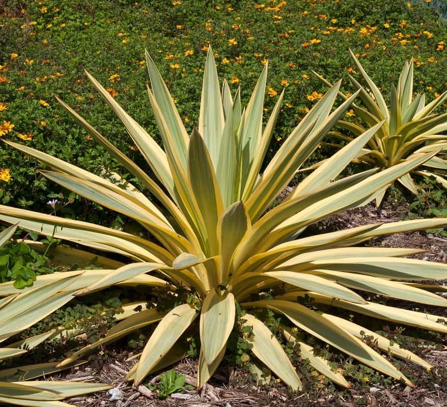 sansevieria im freien Sansevieria 'Silver Frost Hahnii'  kompakte Pflanze mit silbernen Blttern  und goldenen Rndern  Secret Garden Plant Shop