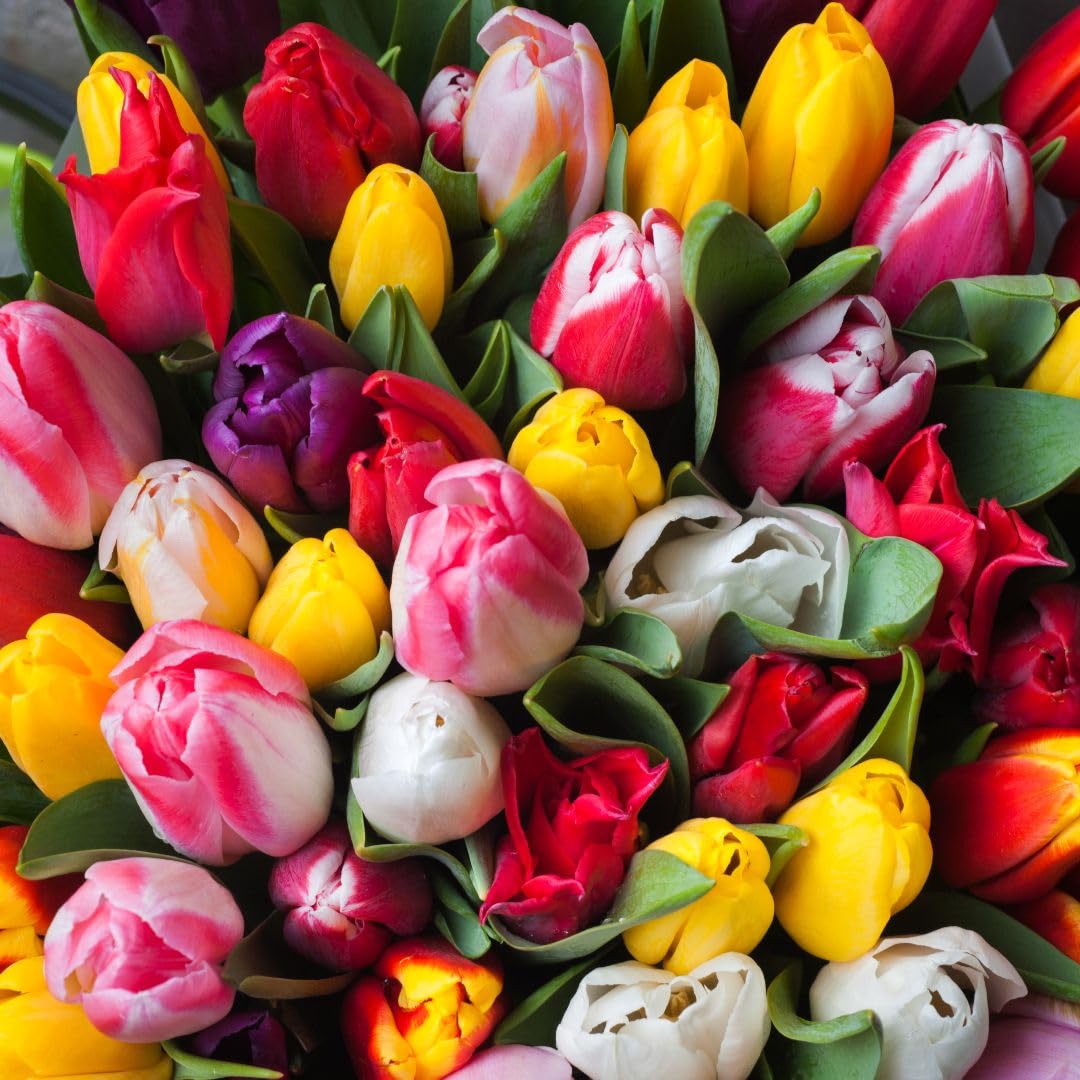 Tulip 'Darwin Mixed' – Vibrant Classic Pyramid-Shaped Tulips for Spring Bloom, Ideal for Borders, Containers & Cut Flowers, Guaranteed to Flower First Year – 16x Bulbs by Thompson & Morgan