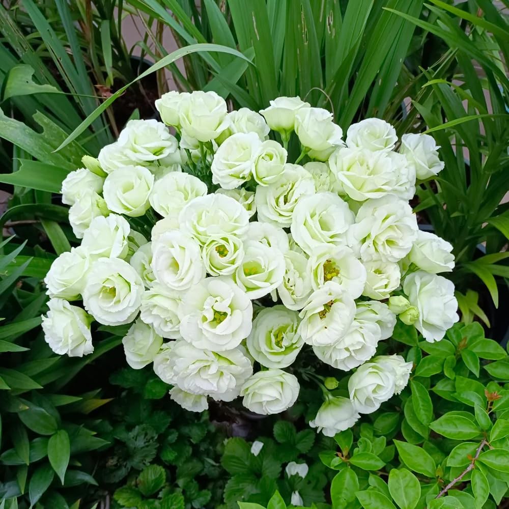 800 pcs eustoma samen kaufen - lisianthus eustoma - wei-3 blumen deko  zimmerpflanzen bonsai samen, Eustoma grandiflorum, blumen fr balkon eustoma  seeds exotische pflanzen kbelpflanzen : Amazon.de: Garten