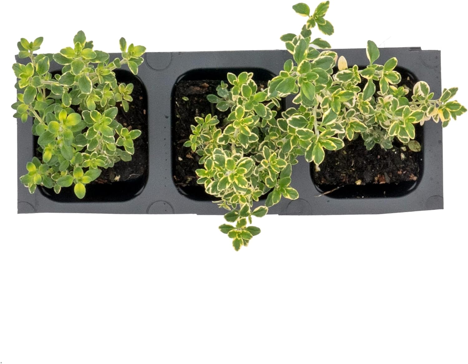 3 Golden Lemon Thyme (Thymus citriodorus ‘Golden’) | Variegated Yellow-Green Evergreen Culinary Herb with Lemon-Scented Leaves | 2.5” Nursery Cubes, Ready-to-Plant Live Starter Plants