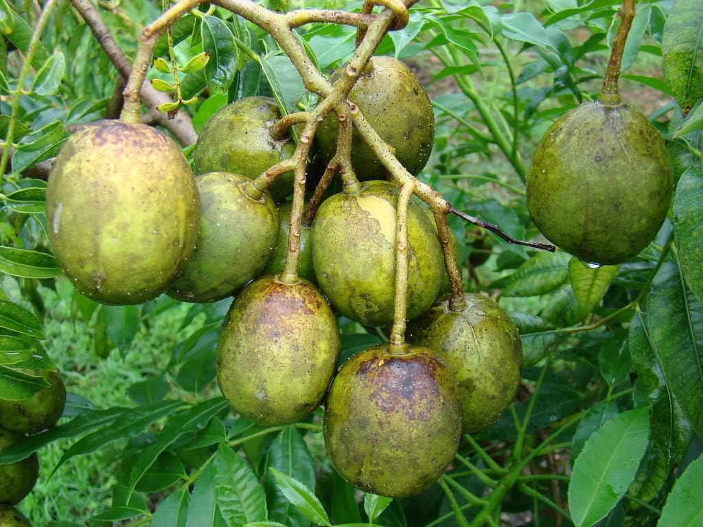 Platone's Live Hog Plum Amra Spondias Mombin Fruit Plant