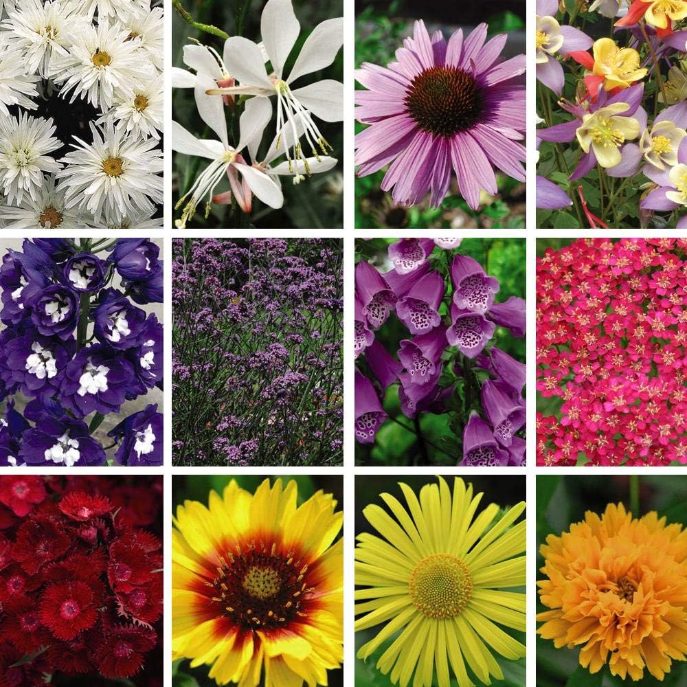 Nurseryman's Choice Annual Plugs Plants Summer Bedding 72 x Plugs by
