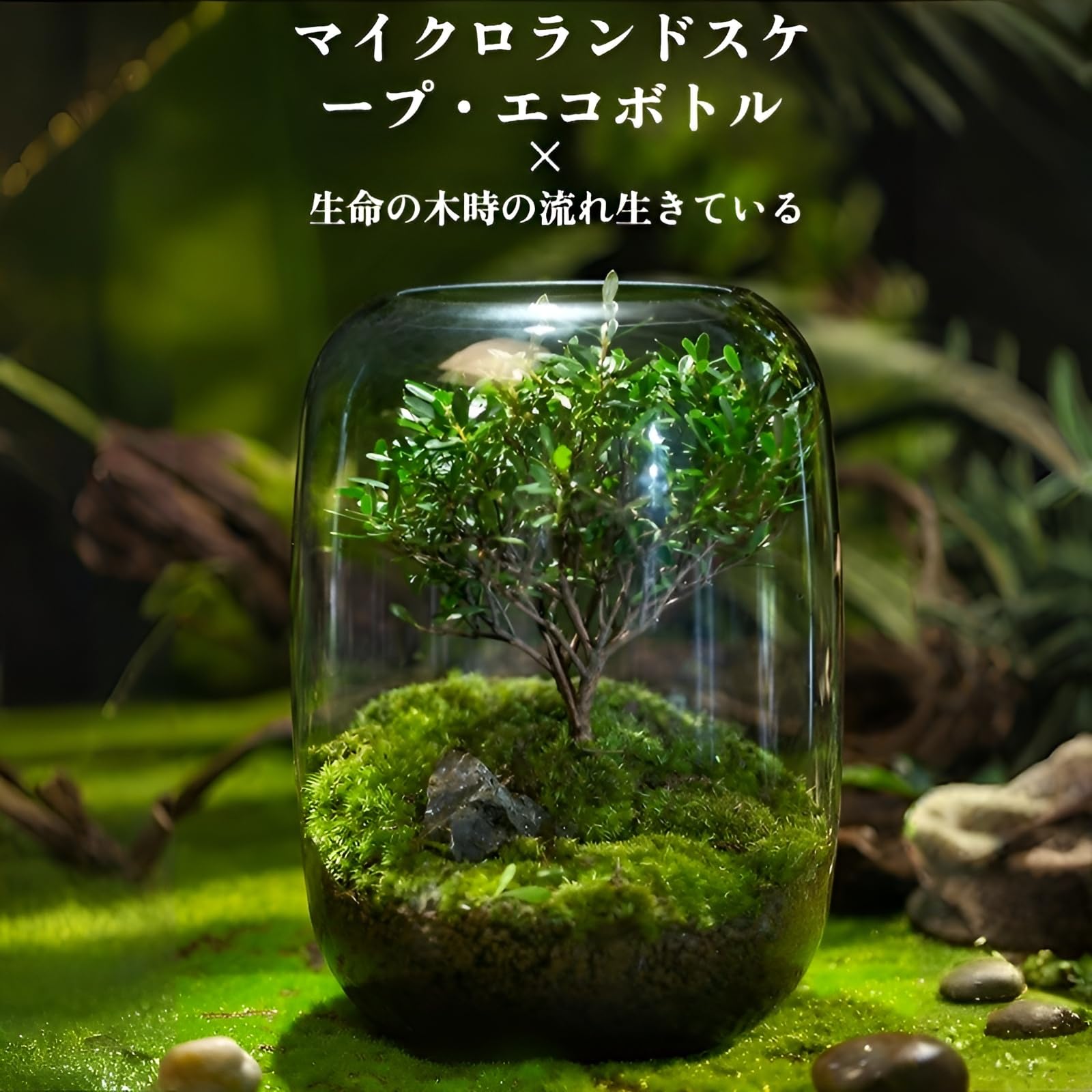 Amazon.co.jp: [Yizibuur]苔テラリウム テラリウム 初心者でも育て
