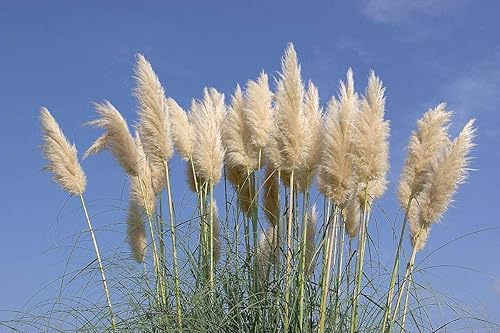 Miniatura 2 de Hierba de las Pampas  Cortaderia Selloana  10 Plantas Vivas  Follaje Ornamental Floración