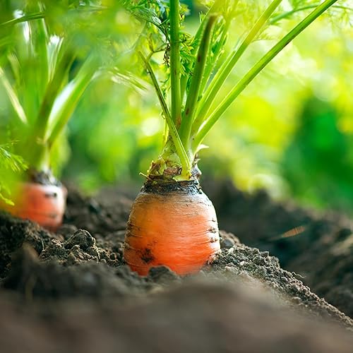 Miniatura 4 de Imperator 58 Semillas de zanahoria - Más de 1,000 semillas - Sin OMG - reliquia - Woods Creek Seeds
