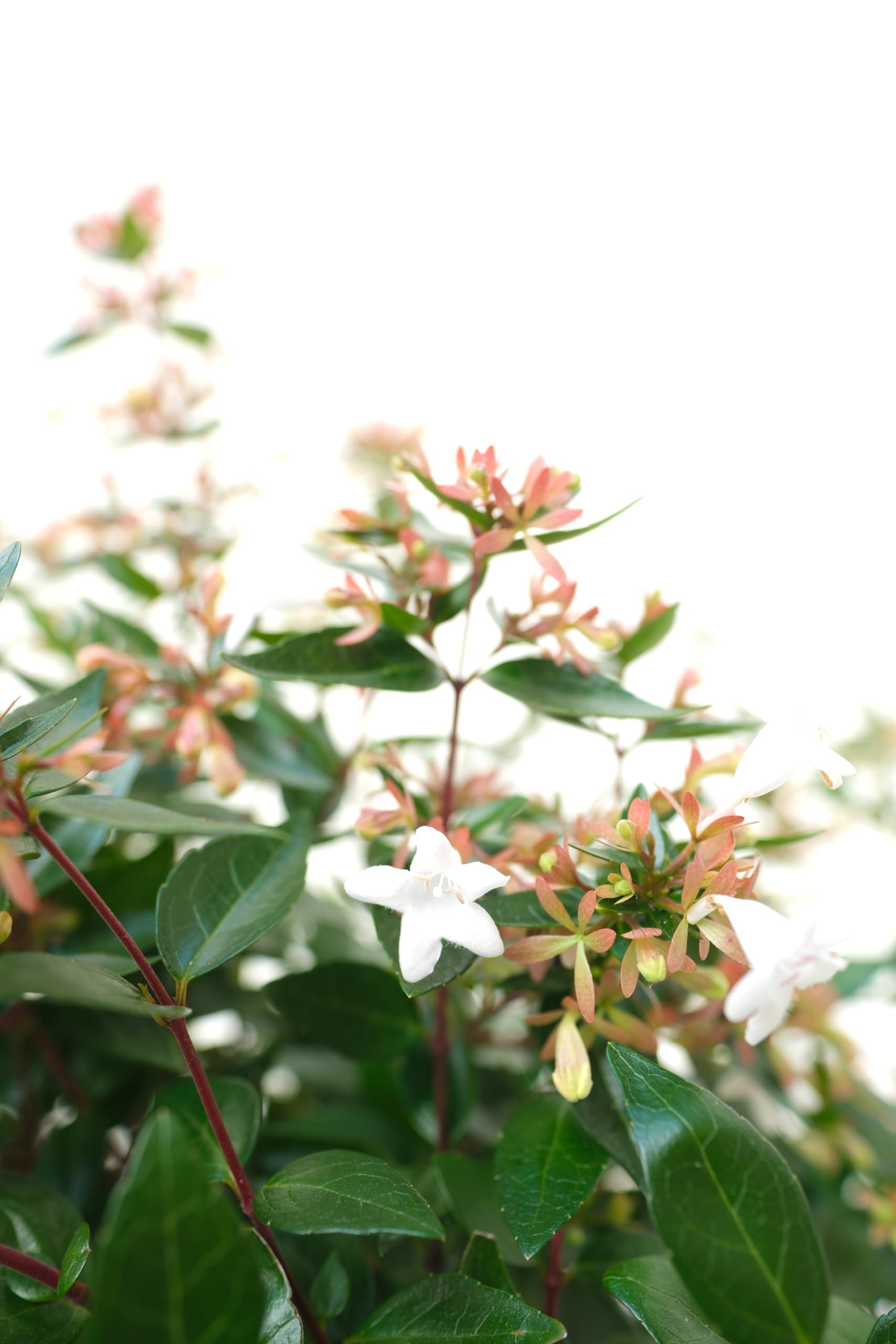 Vannucci Piante - Abelia grandiflora, pianta vera in vaso, pianta da terrazzo