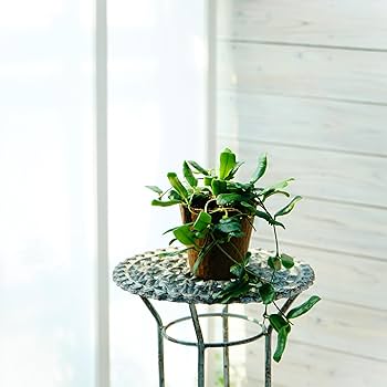 Amazon.co.jp: 観葉植物 ホヤ ロツンディフォリア 1株 9cmロング