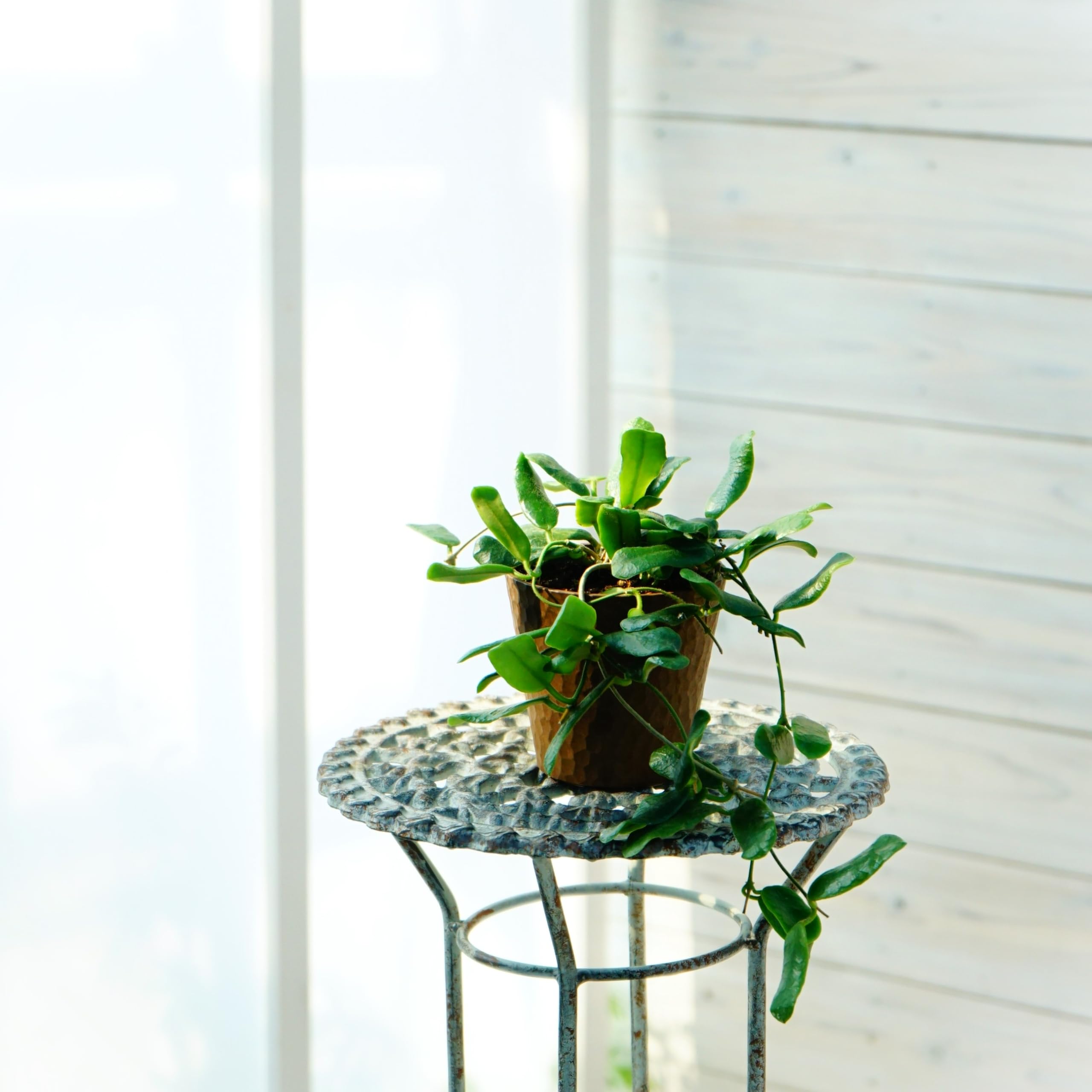 Amazon.co.jp: 観葉植物 ホヤ ロツンディフォリア 1株 9cmロング