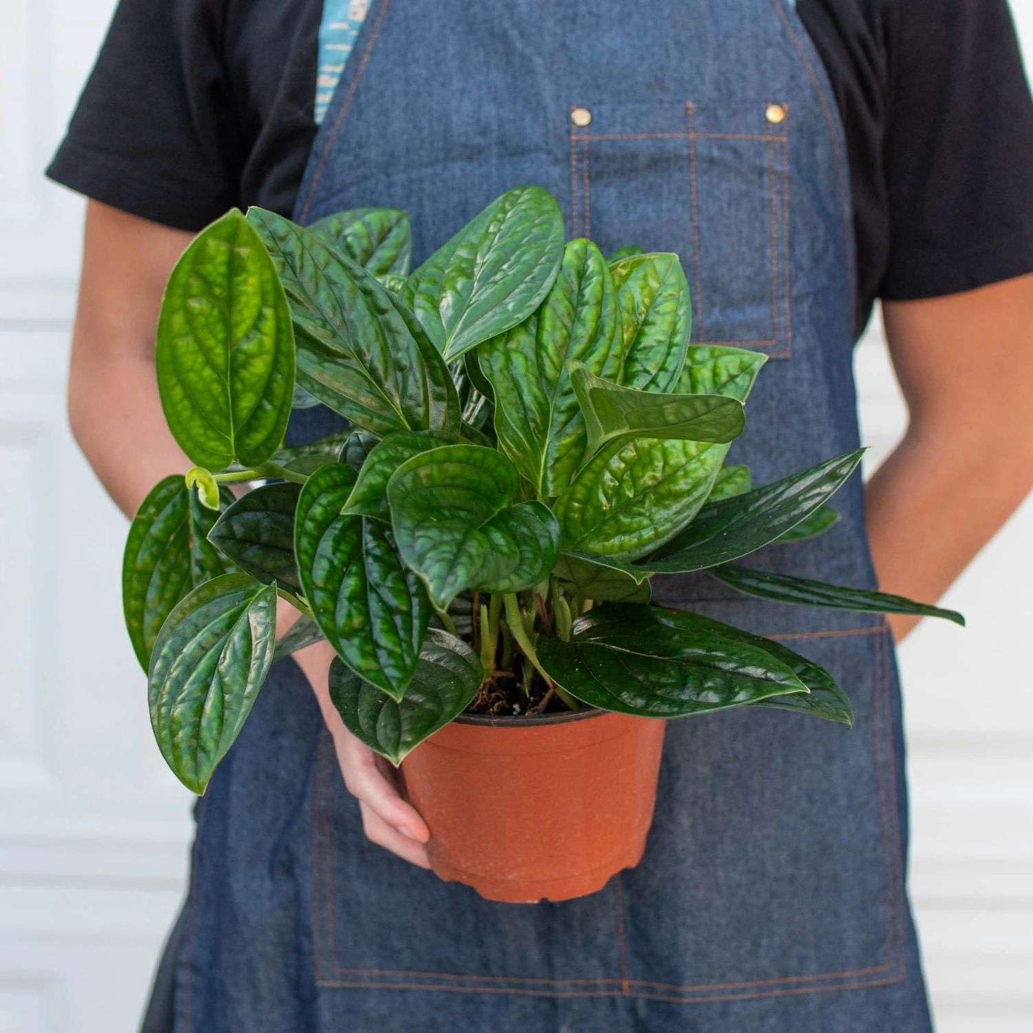 Amazon.com : Monstera Peru Live Plant for Indoor | Different Houseplants in  4'' & 6'' Pot | Real House Plant for Living Room, Office, Desk & Bathroom |  Peru : Patio, Lawn & Garden