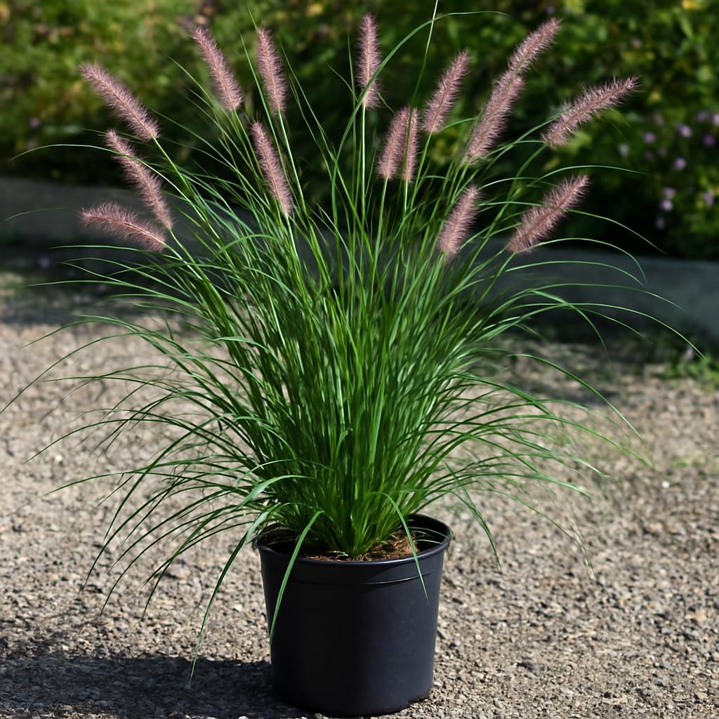 Perennial Farm Pennisetum 'Karley Rose' – Live Ornamental Grass in #1 Container, Rosy-Mauve Plumes, Graceful Arching Habit, Drought Tolerant, Ideal for Borders, Slopes & Landscape Accents