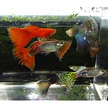 10 Pack - Assorted Male Guppies Freshwater Aquarium Fish, Red, Blue, Snakekin, Moscow, Mosaic