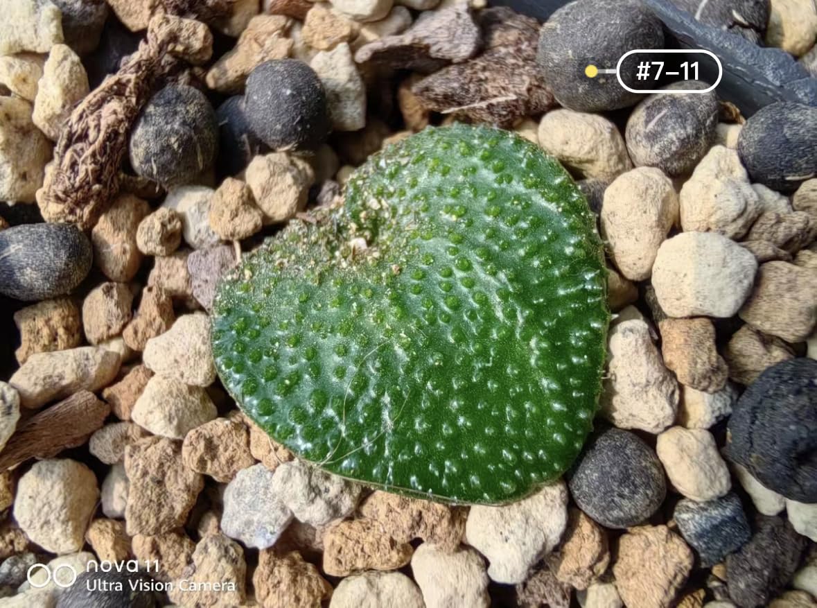 Eriospermum Erinumエリオスペルマム Sp. 【公式通販】