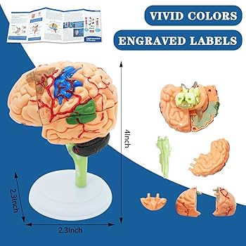 Amazon.com: Human Anatomy Body Model Kit, Sets of 4 Human