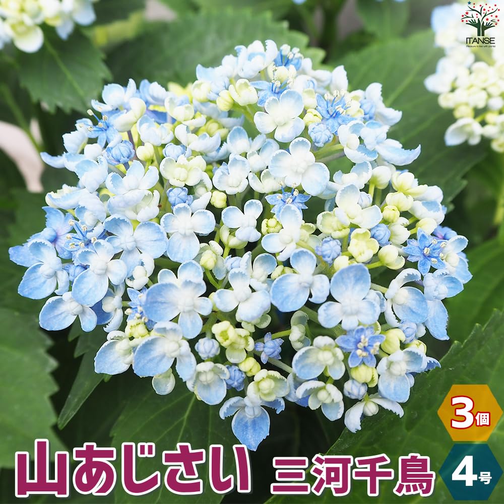 Amazon.co.jp: 山アジサイ 三河千鳥(ミカワチドリ) 4号ポット 3