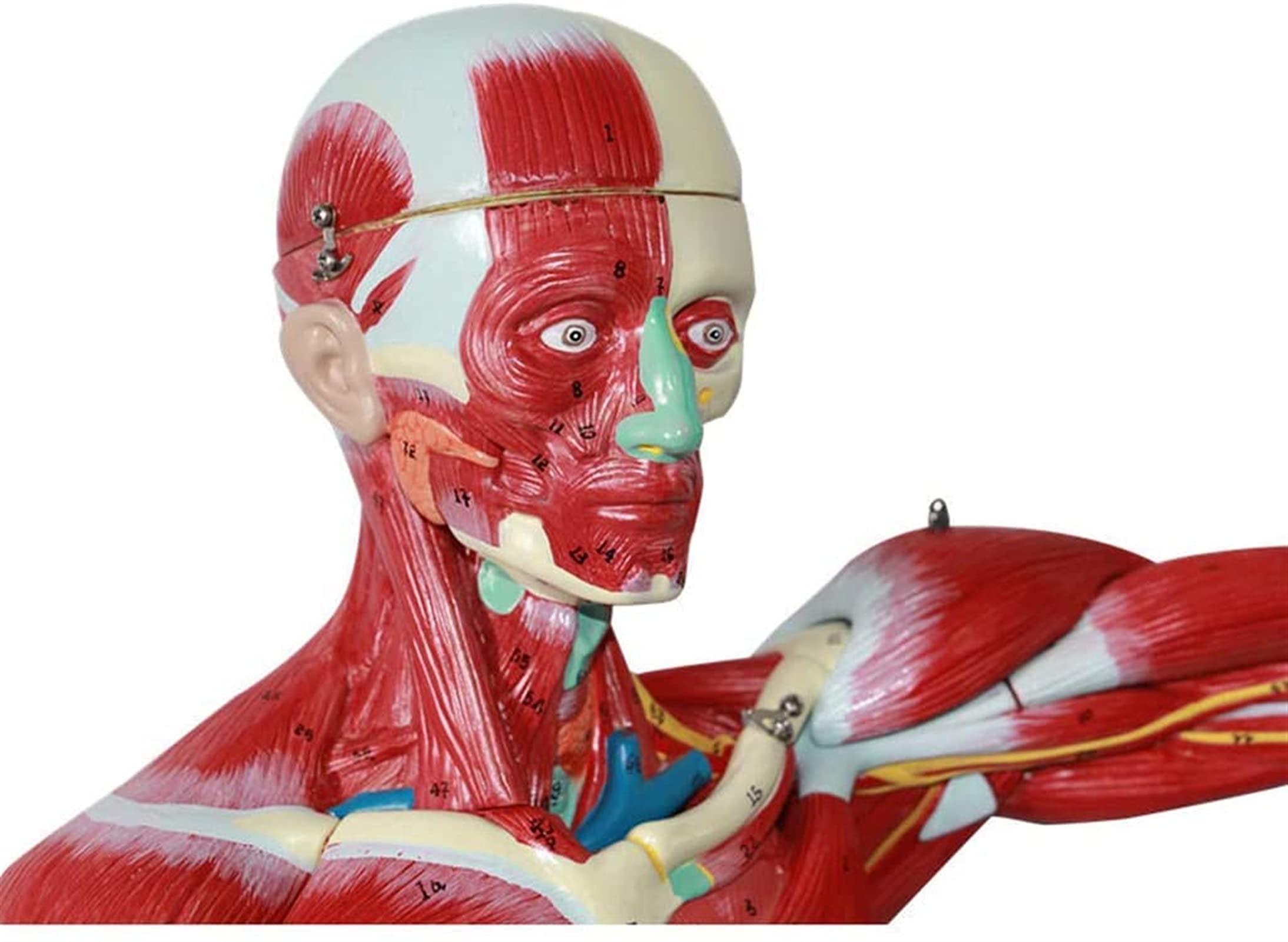 Modele Medyczne, Model Anatomii Ludzkiej O Rozmiarze 78 Cm, Model Anatomiczny Mięśni I Szkieletu, Materiał Do Nauczania Medycznego, Modele Medyczne I Materiały Do Nauczania