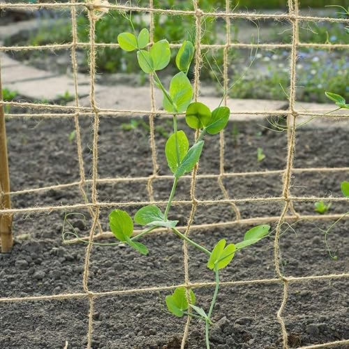 Miniatura 6 de Miuezuth Red de apoyo para plantas, red de yute natural biodegradable para plantas trepadoras de jardín, pepino, vid, frutas y verduras y tomate