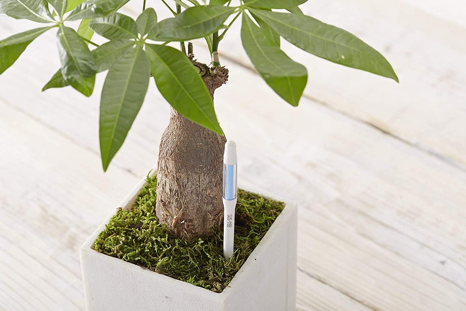 Sustee Aquameter, Set of 5, Plant Soil Moisture Sensor (Green, Large)