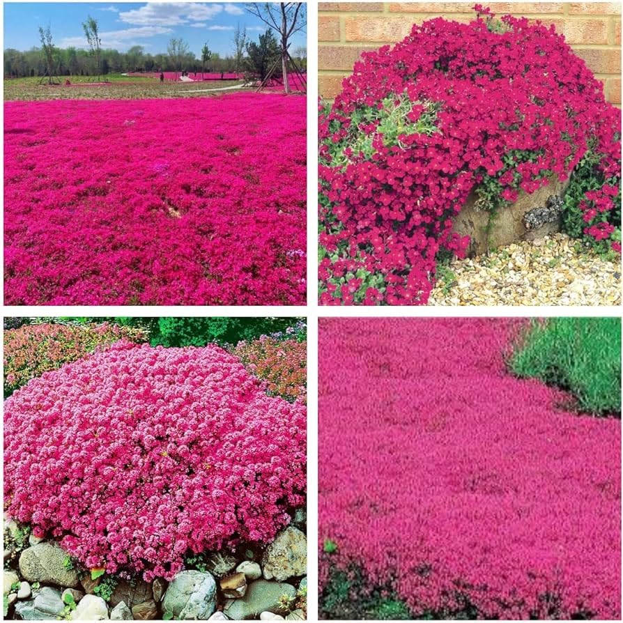 200+ Seeds- Magic Red Creeping Thyme Seeds for Planting Heirloom Seeds Perennial Flower Seeds for Home Garden (B0CXTNHL2C) Amazon Price History, Amazon Price Tracker