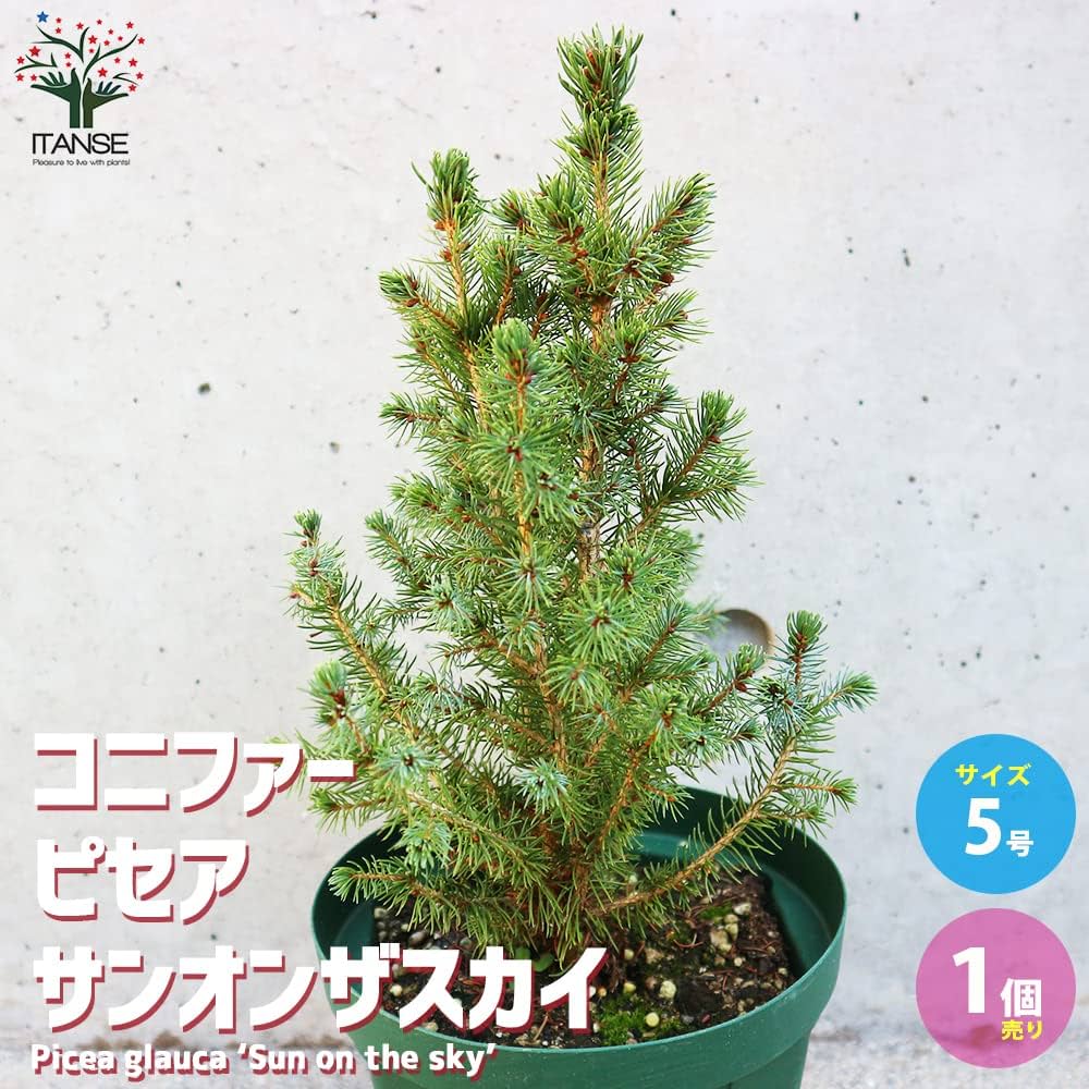 「ピセア・グラウカ・サンオンザスカイ」　７号　Picea　新芽が綺麗な今が買い！ ピセア・グラウカ・サンオンザスカイ 7号 - 植物と暮らす m-plant