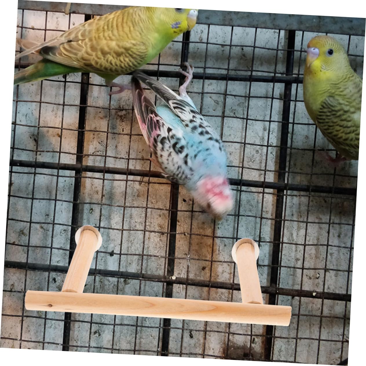 VANZACK 6pezzi Supporto Per Uccelli Legno Naturale Giocattolo Per Pappagalli e Calopsite Perch Per Voliera Esercizio e Riposo Sicuro Per Tuo Piume