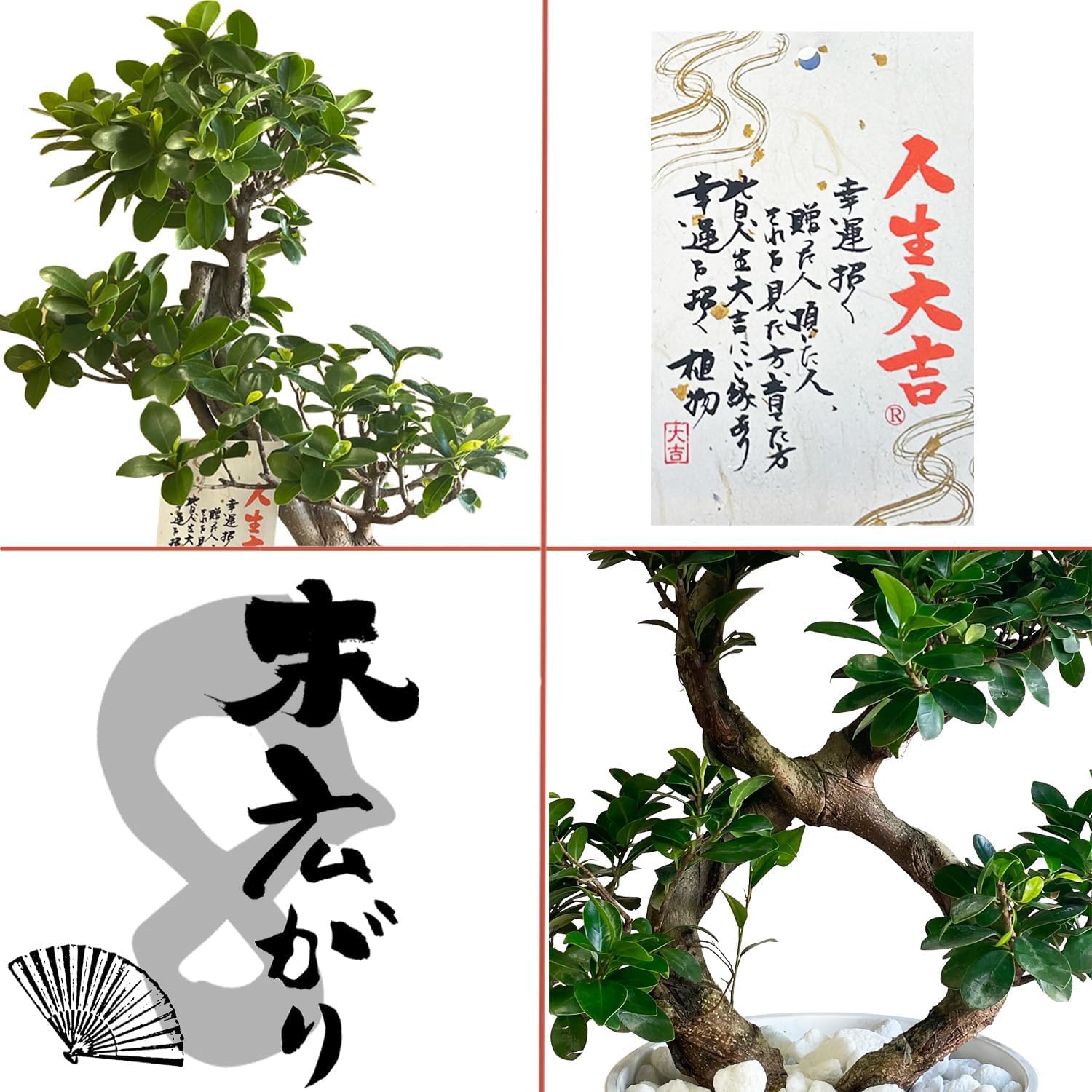 Amazon｜花のギフト社 ガジュマル 8の字 大型 大きい 観葉植物 本物