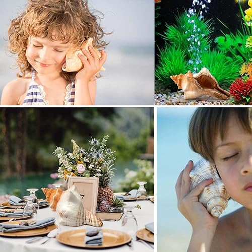 Miniatura 7 de Concha gigante natural de concha, concha de zorro a rayas (1 concha de 6 a 7 pulgadas), concha de mar grande para relleno de jarrón, plantas de