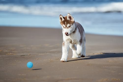 Miniatura 6 de Snug Pelotas de goma para perros pequeños y medianos, tamaño de pelota de tenis, prácticamente indestructibles (paquete de 3, clásico)