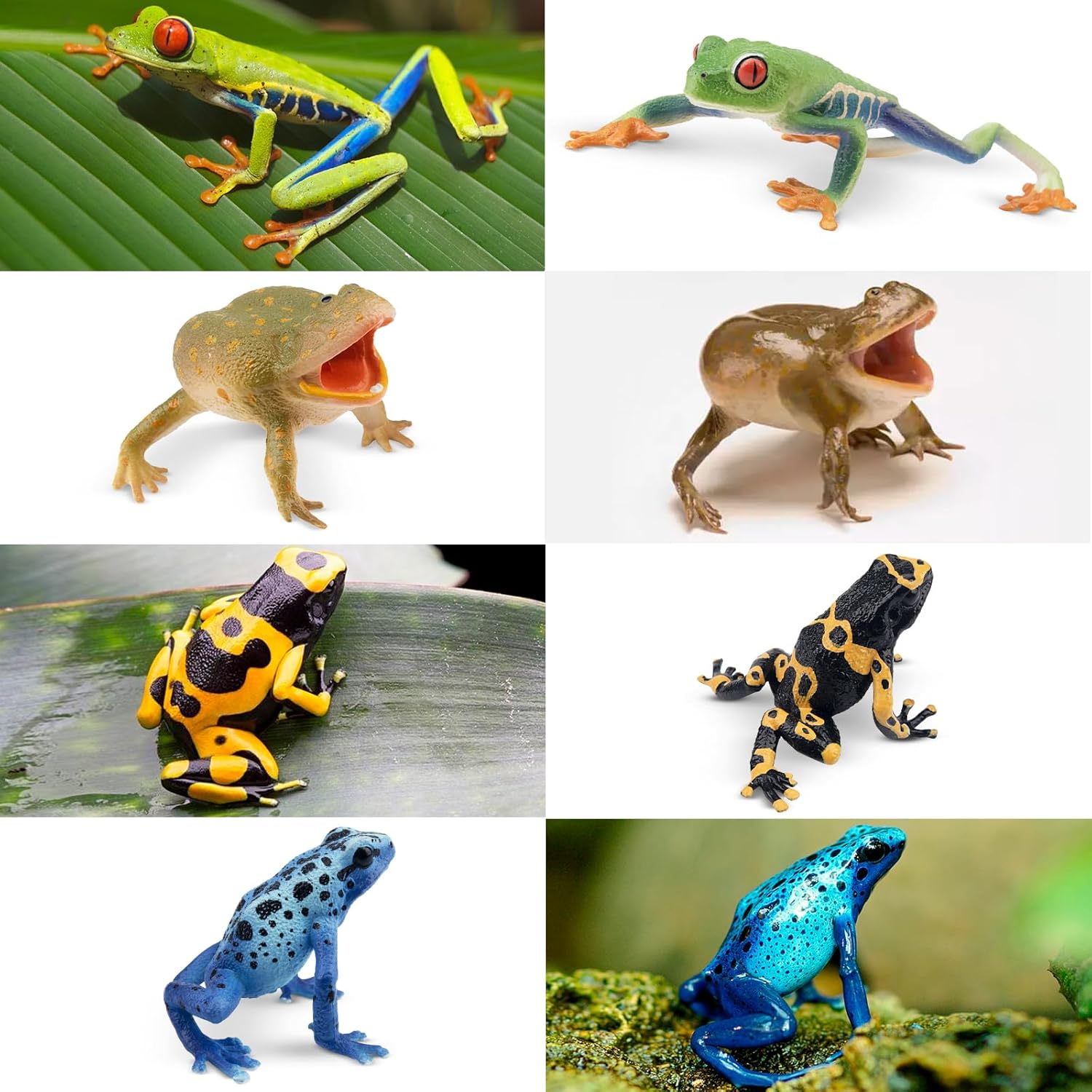 Toymany Frog Toy Figures, Plastic Rainforest Woodland Animals Toy Frogs Set with Realistic Poison Dart Frog, Cake Topper Party Favor Garden Flowerpot Plants Decor